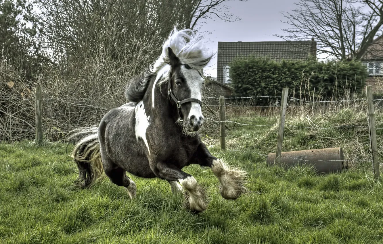 Фото обои фон, конь, бег