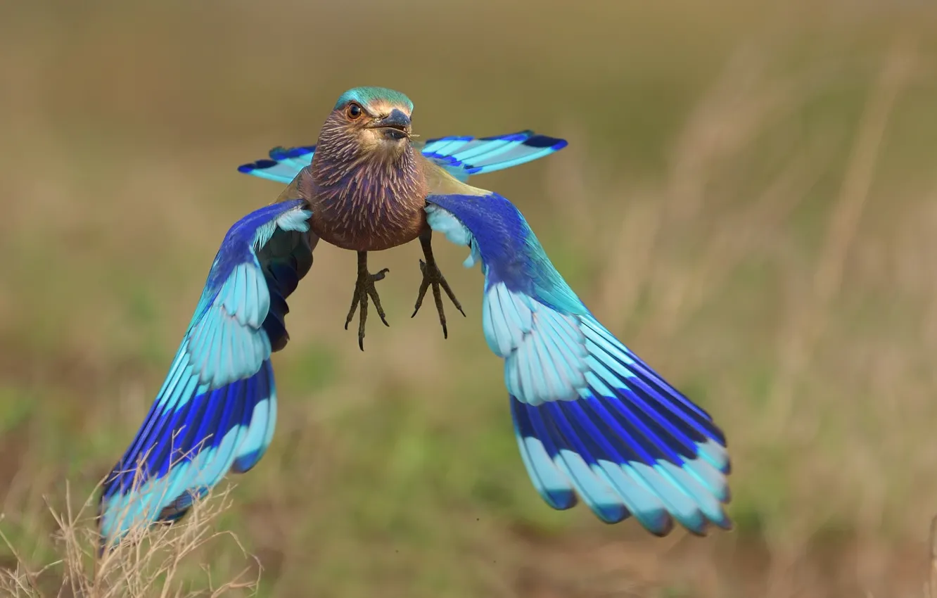 Фото обои bird, blue, flight