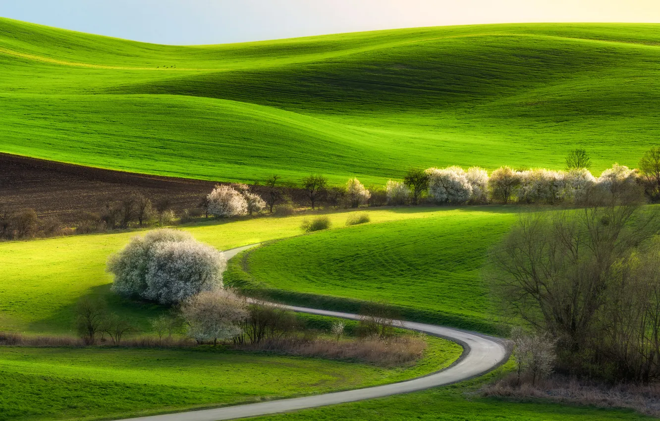 Фото обои green, field, curves