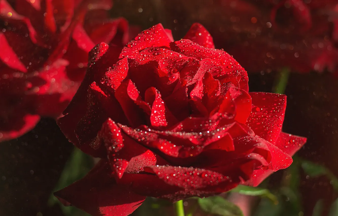 Фото обои капли, макро, роза, лепестки, красная роза