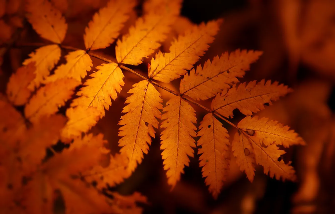 Фото обои осень, оранжевый, лист, рябины