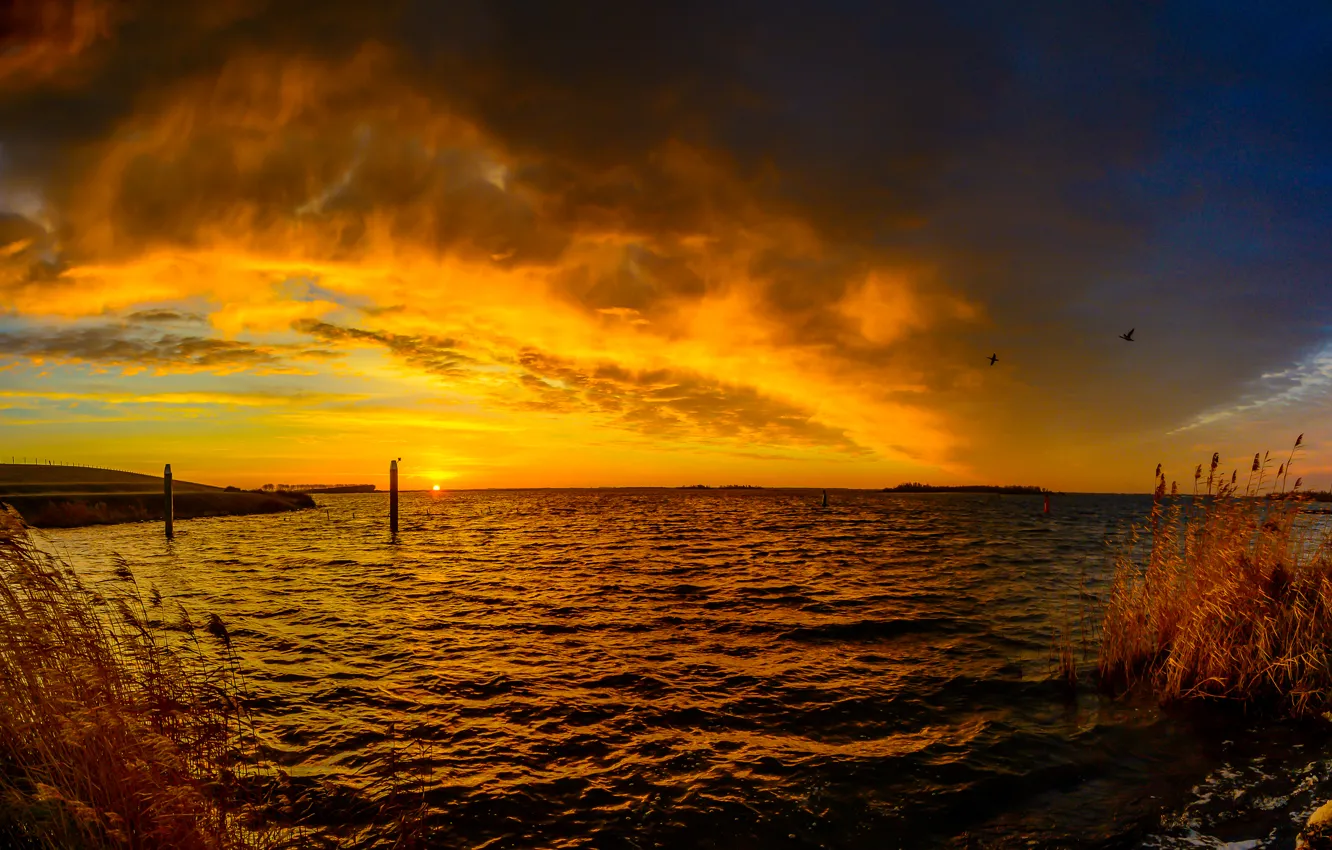 Фото обои небо, облака, река, птица, берег, зарево, Нидерланды