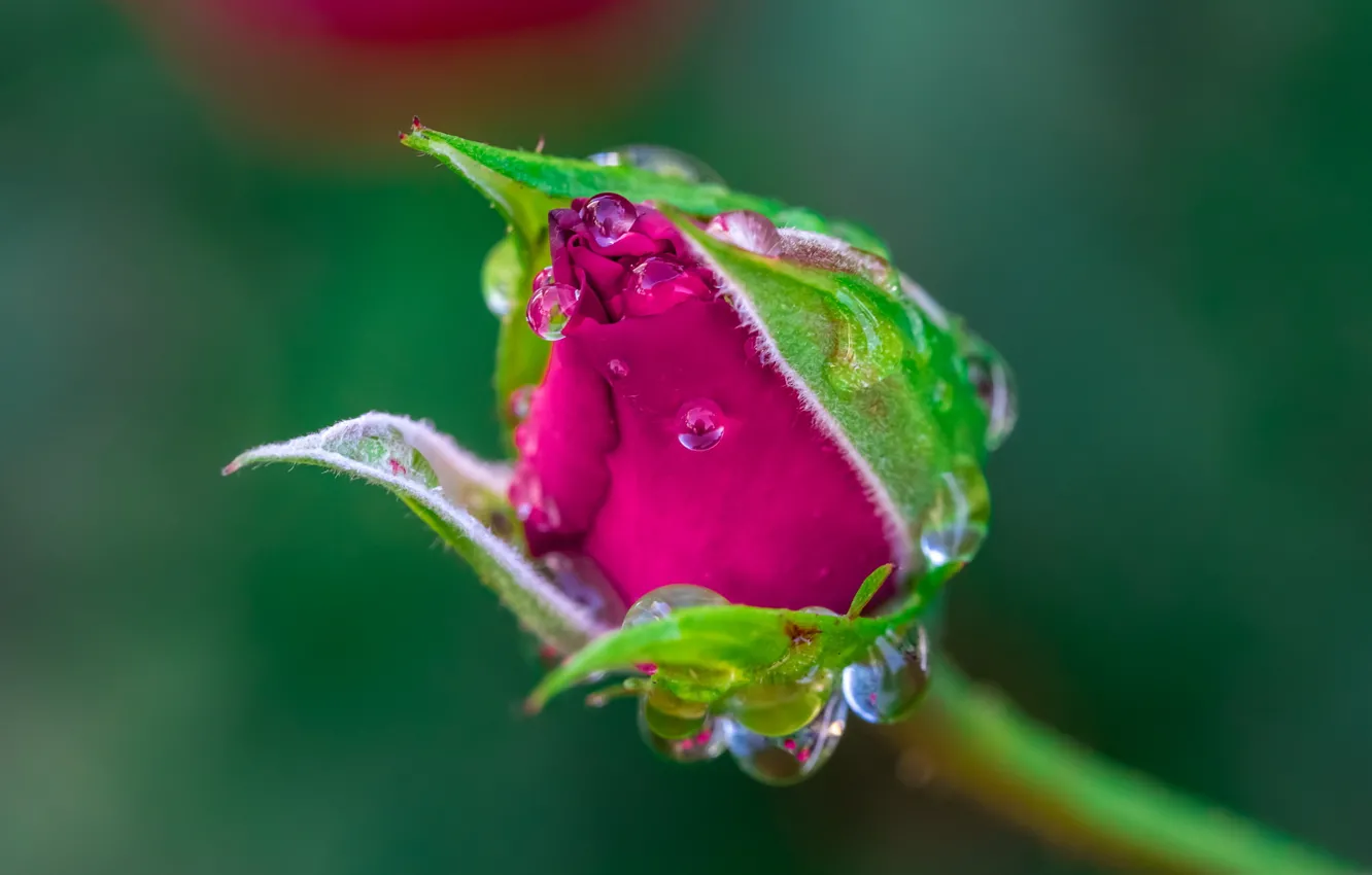 Фото обои цветок, капли, роса, роза, бутон, обои от lolita777