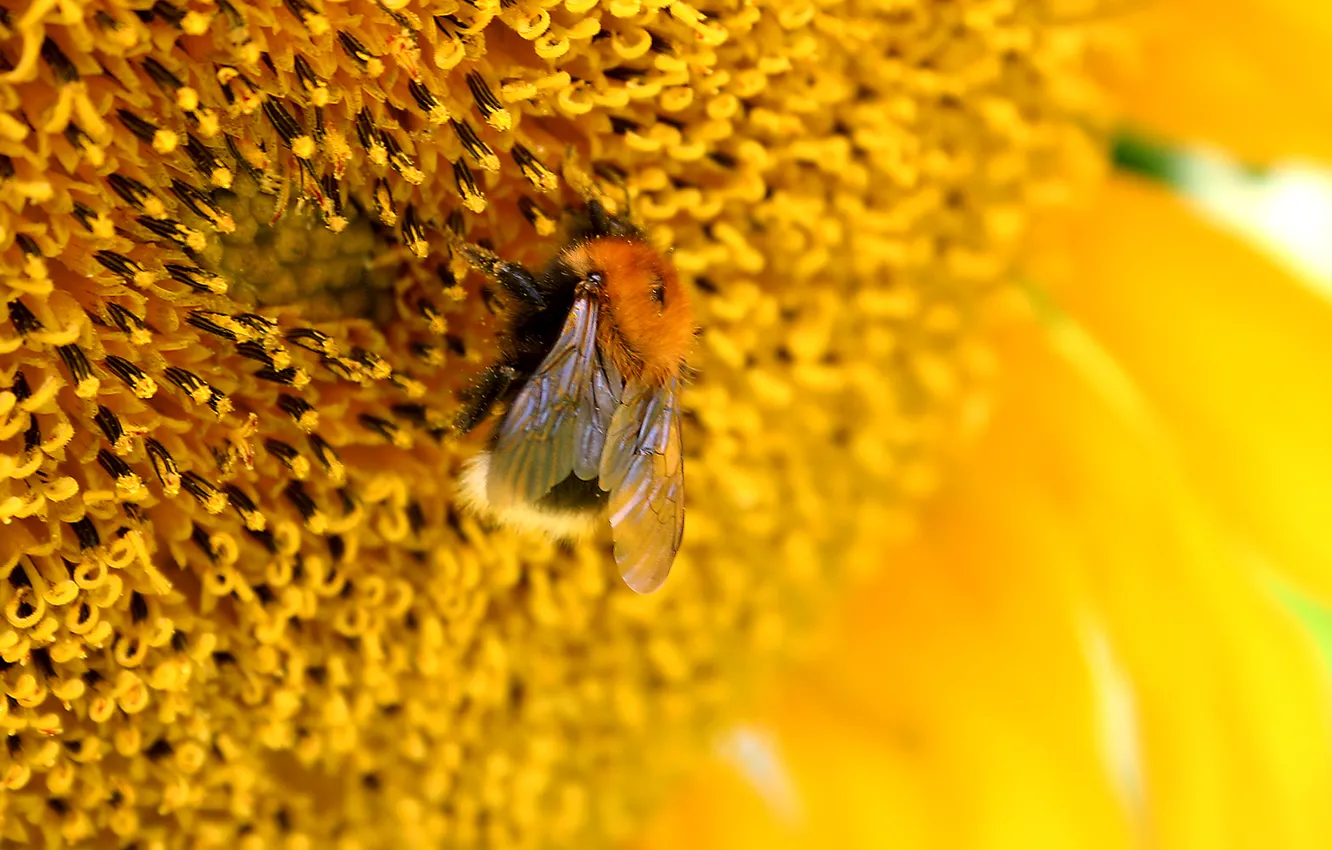 Фото обои цветок, макро, жёлтый, пчела