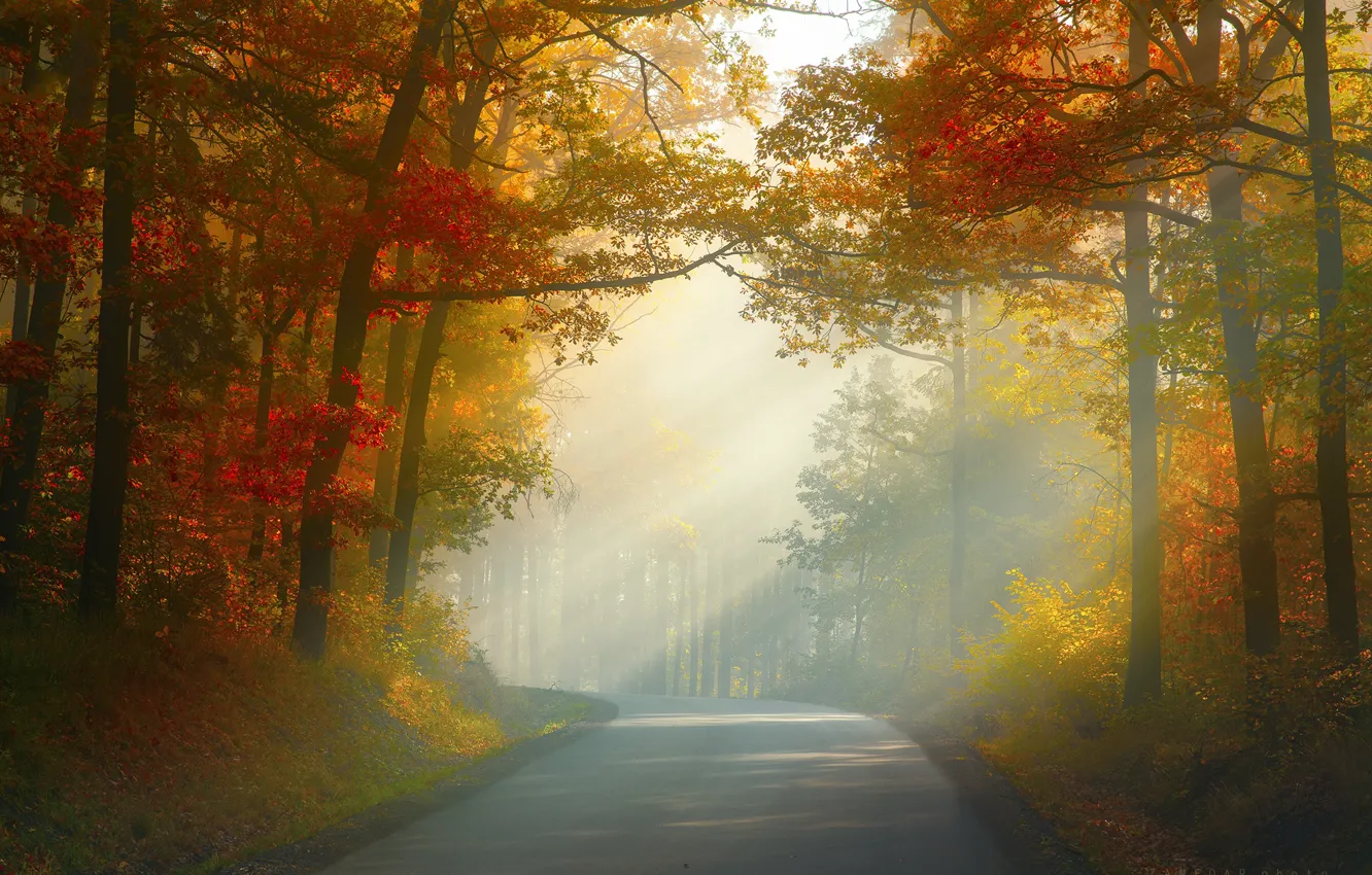 Фото обои дорога, осень, лес, деревья, Природа, Чехия, Zan Foar