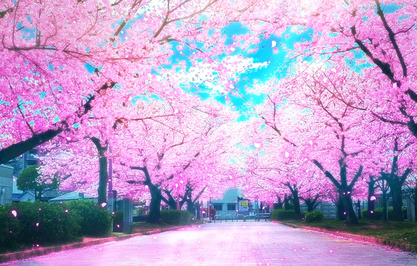 Фото обои дорога, весна, сакура