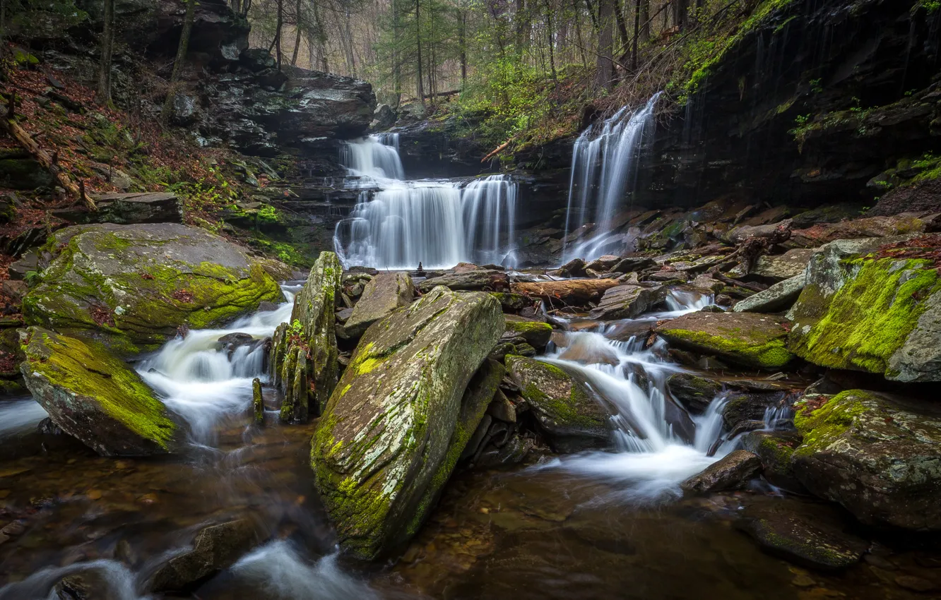 Фото обои лес, деревья, ручей, камни, водопад, мох, США, Ricketts Glen State Park