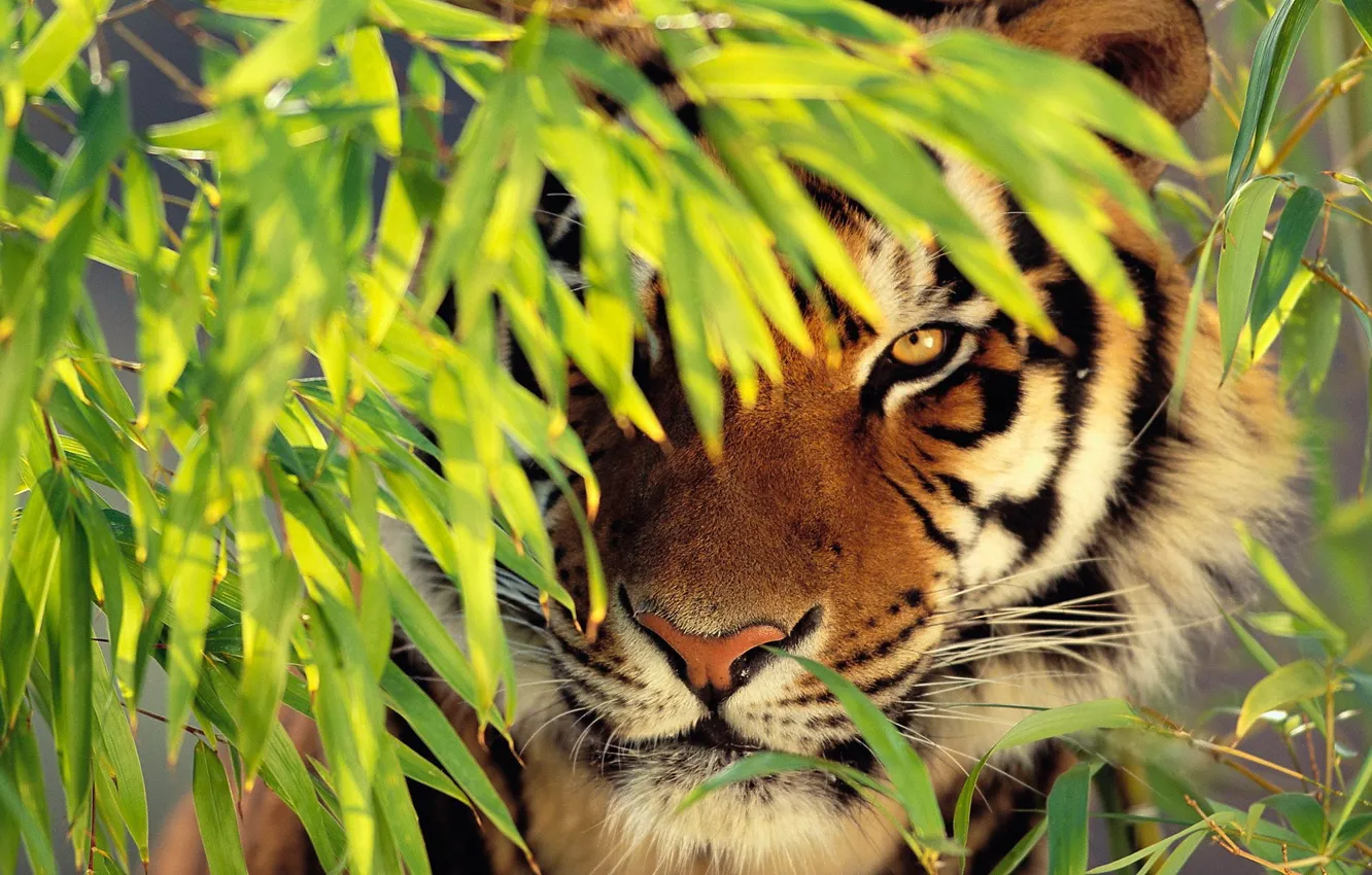 Фото обои морда, тигр, листва, стоит, смотрит, заныкался