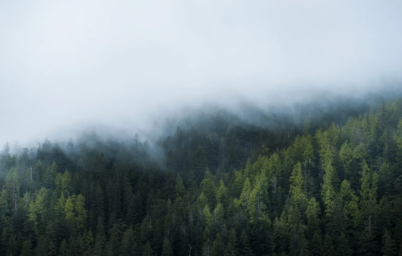 Фото обои лес, туман, windows, windows 10