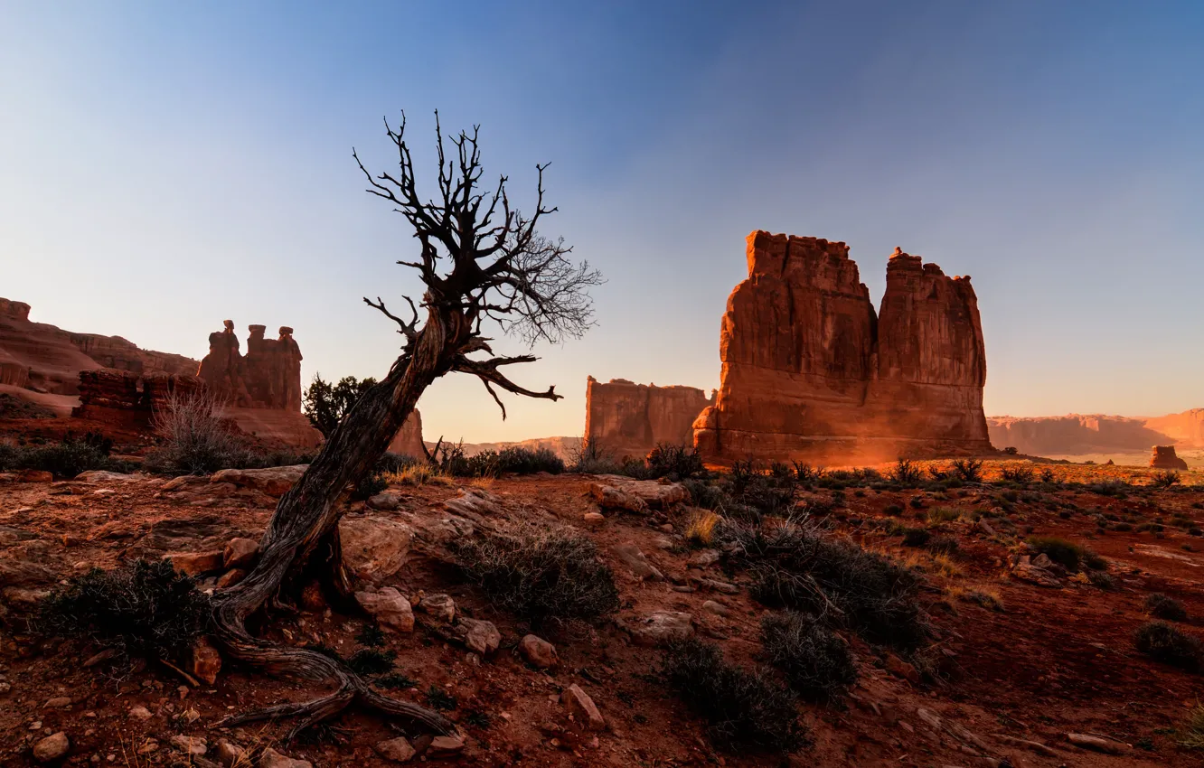 Фото обои природа, дерево, скалы, пустыня, каньон, Юта, США, Arches National Park