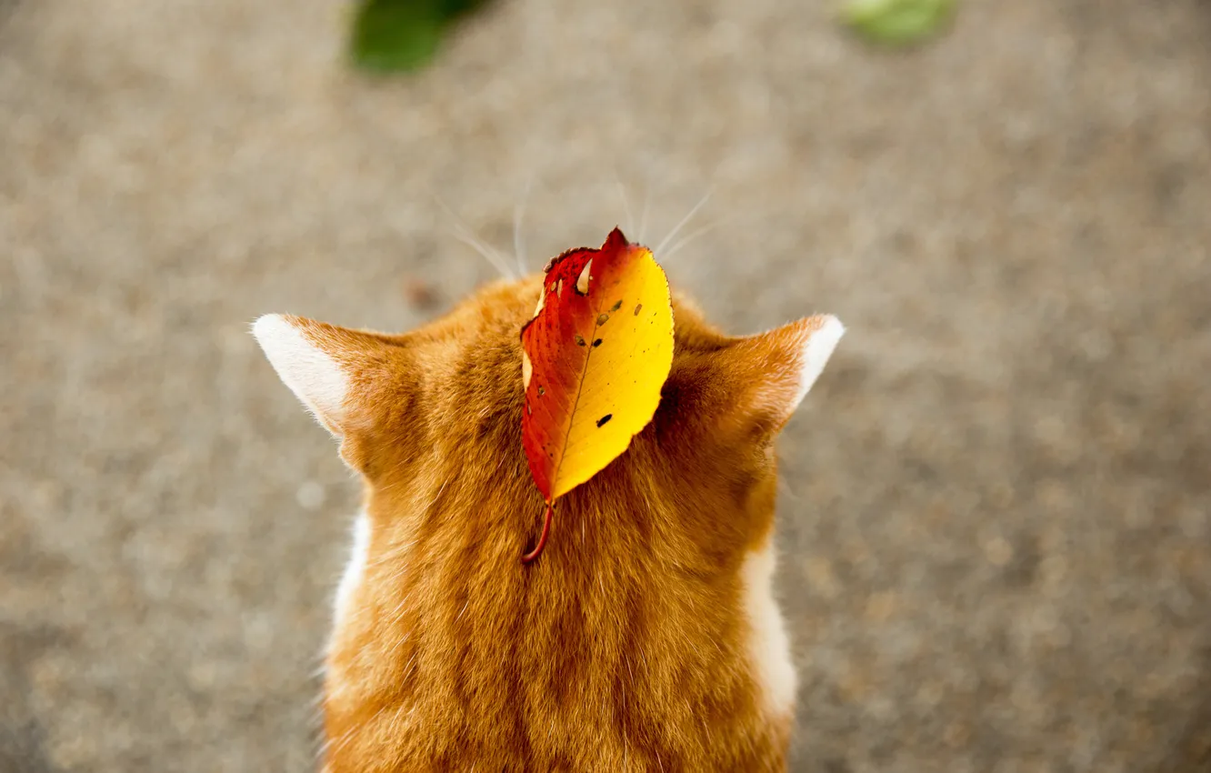 Фото обои осень, кот, животное, листок, рыжий, уши