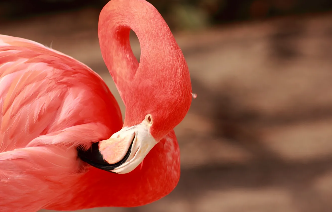 Фото обои розовый, птица, клюв, грация, фламинго, шея, оперение
