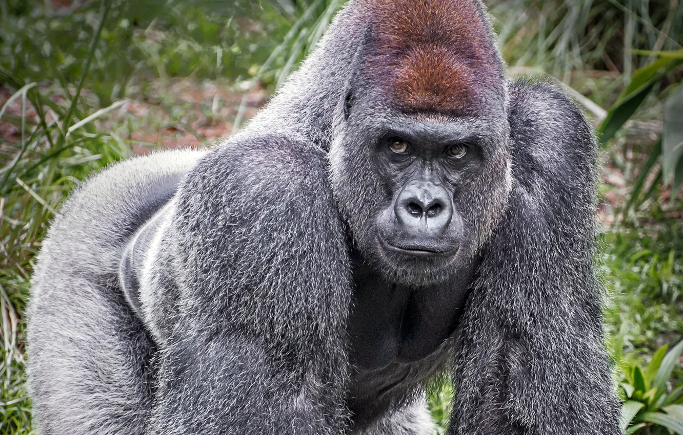 Фото обои взгляд, горилла, серая шерсть