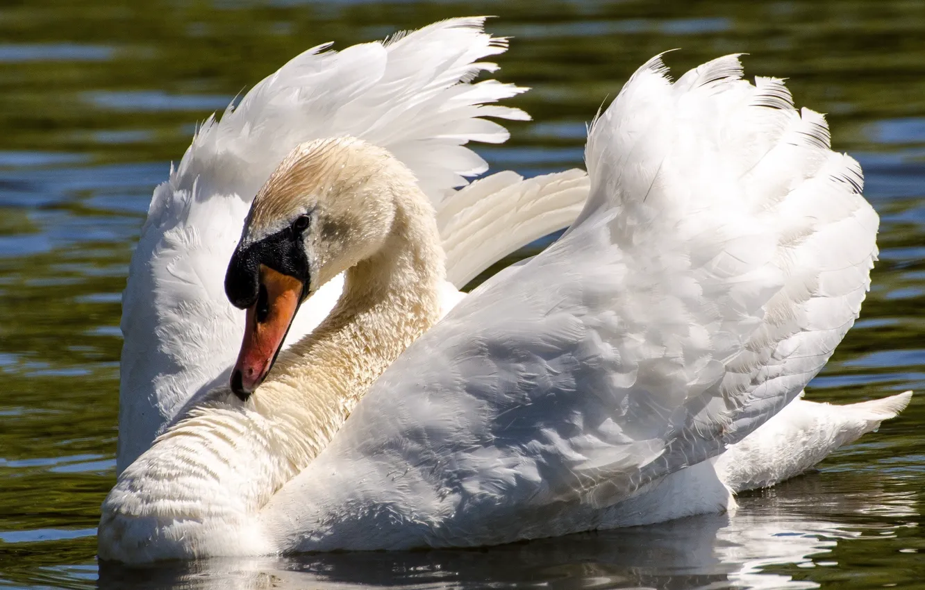 Фото обои белый, вода, птица, крылья, грация, лебедь, шея