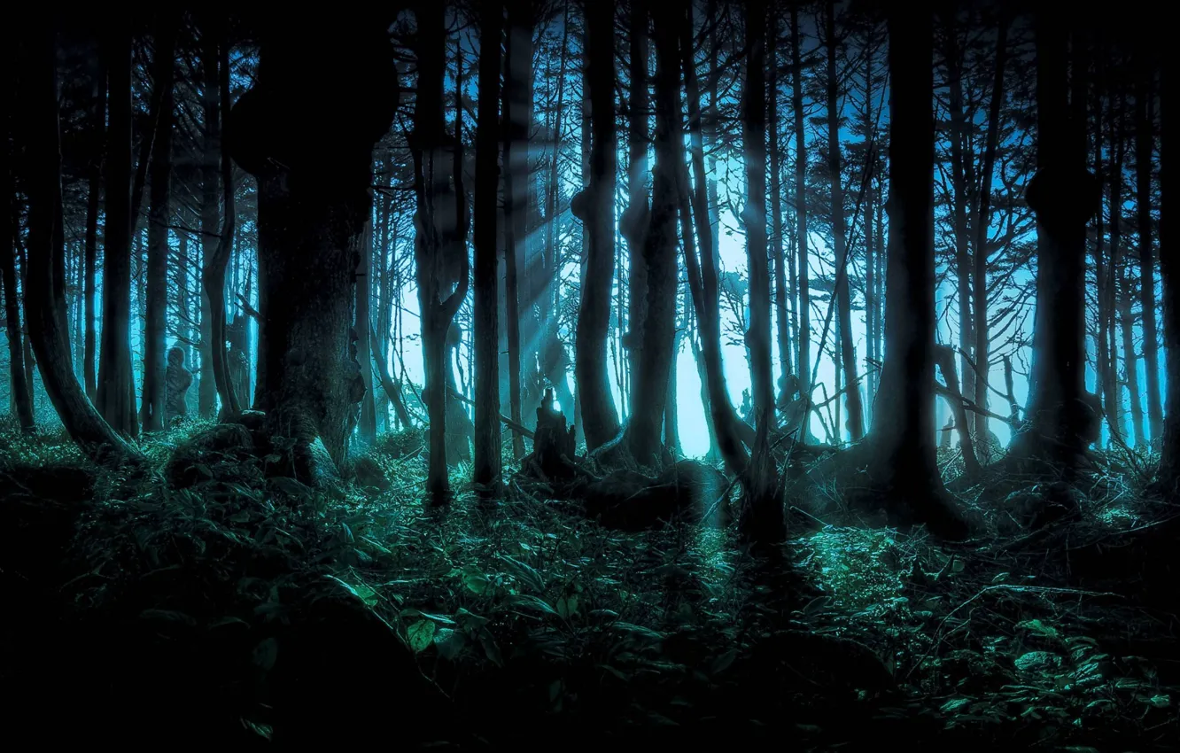 Фото обои лес, деревья, ночь