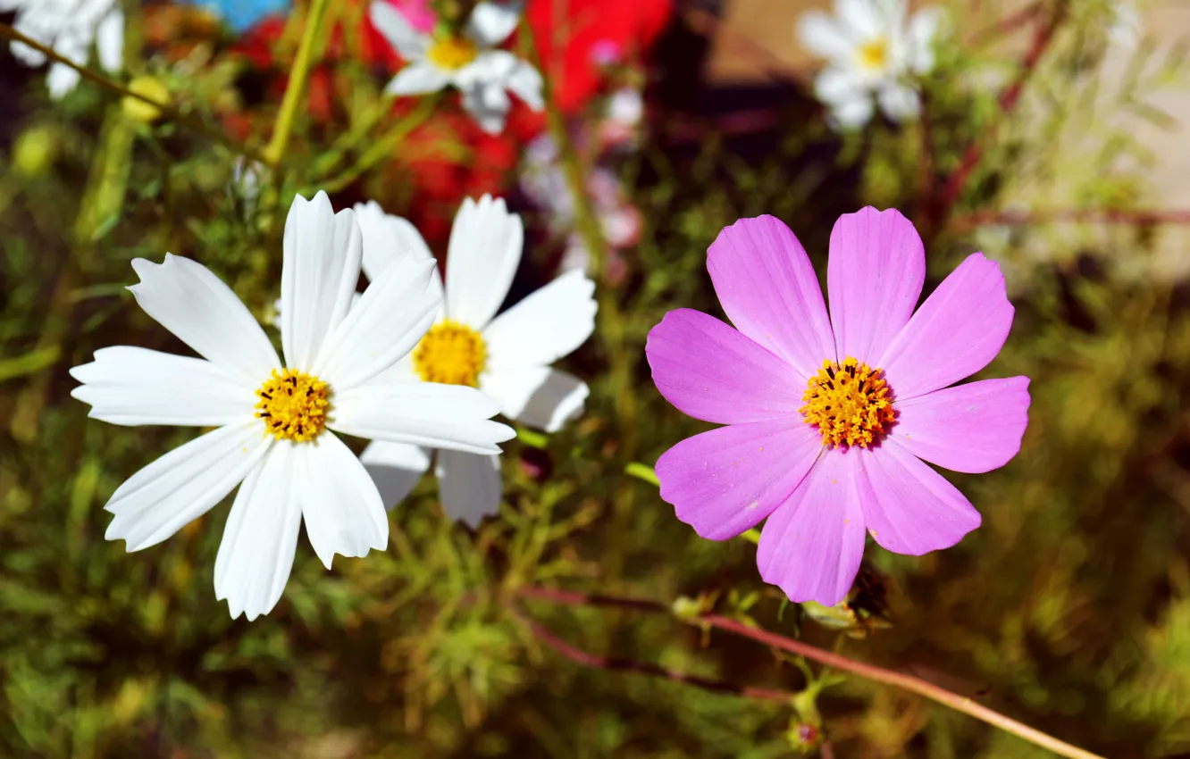 Фото обои white, flower, pink