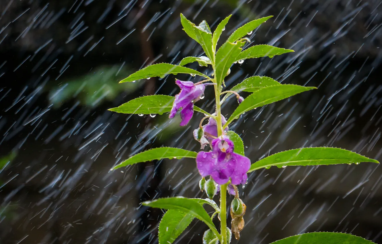 Фото обои цветок, листья, капли, макро, дождь, растение