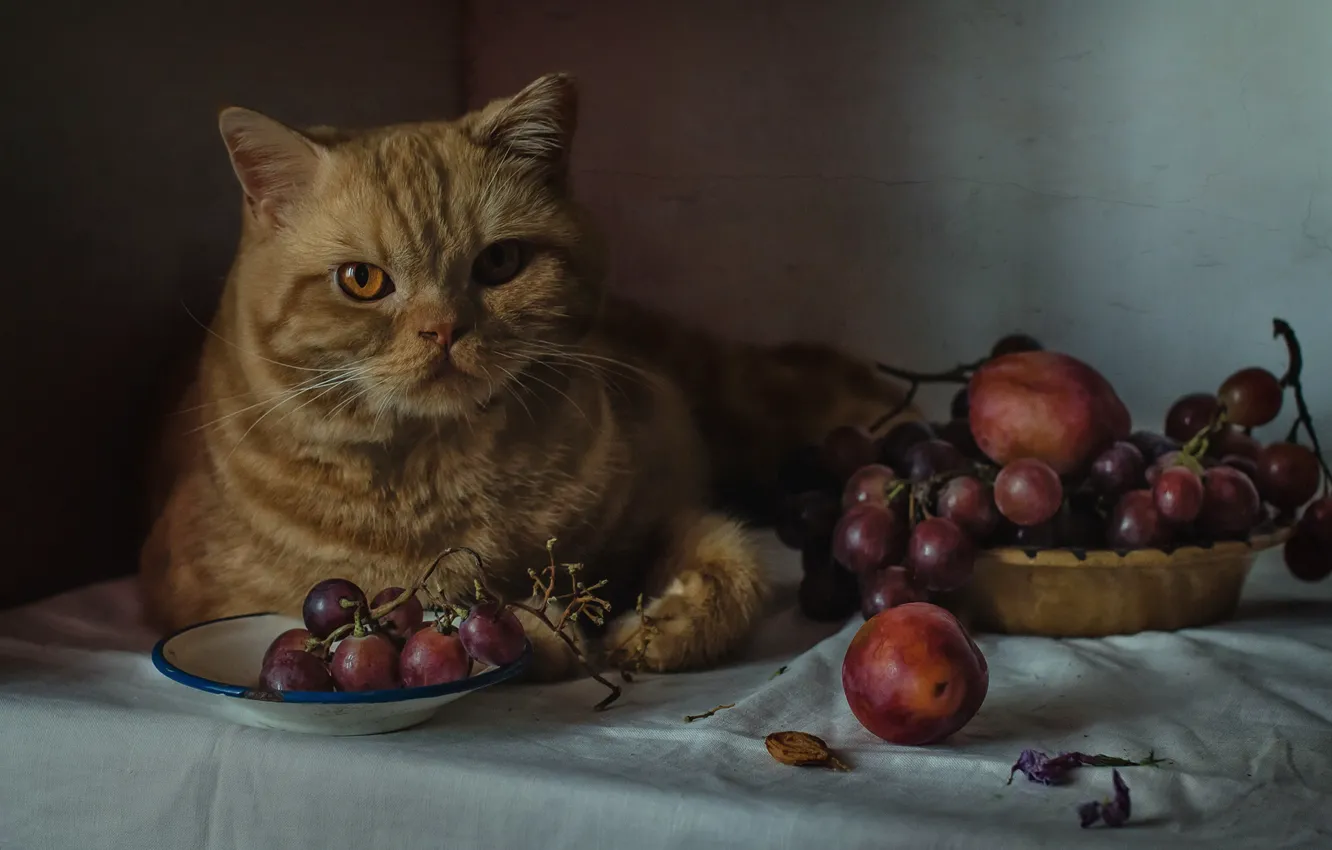 Фото обои взгляд, виноград, рыжий кот, котейка