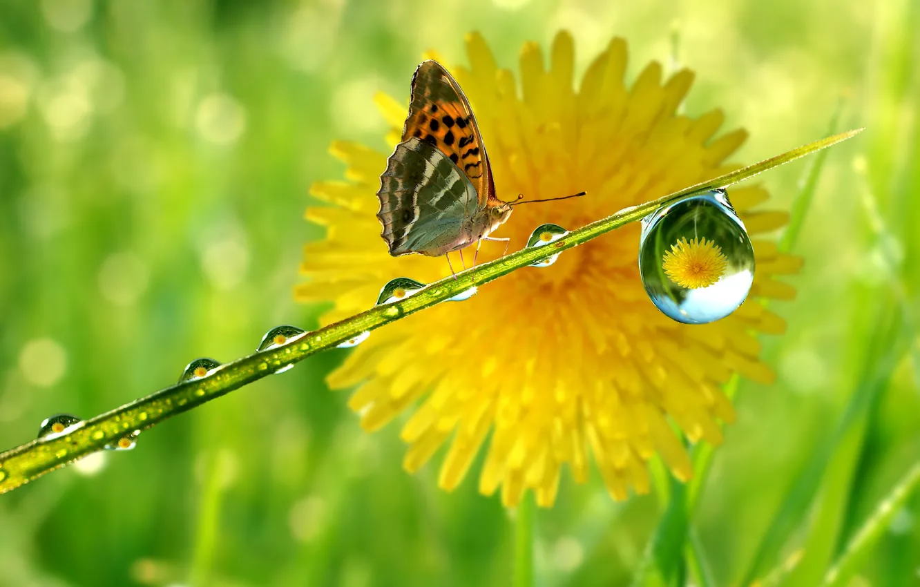 Фото обои отражение, одуванчик, бабочка, капля, стебель