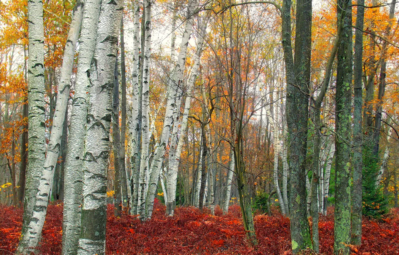 Фото обои осень, лес, трава, листья, деревья, береза, роща, осина