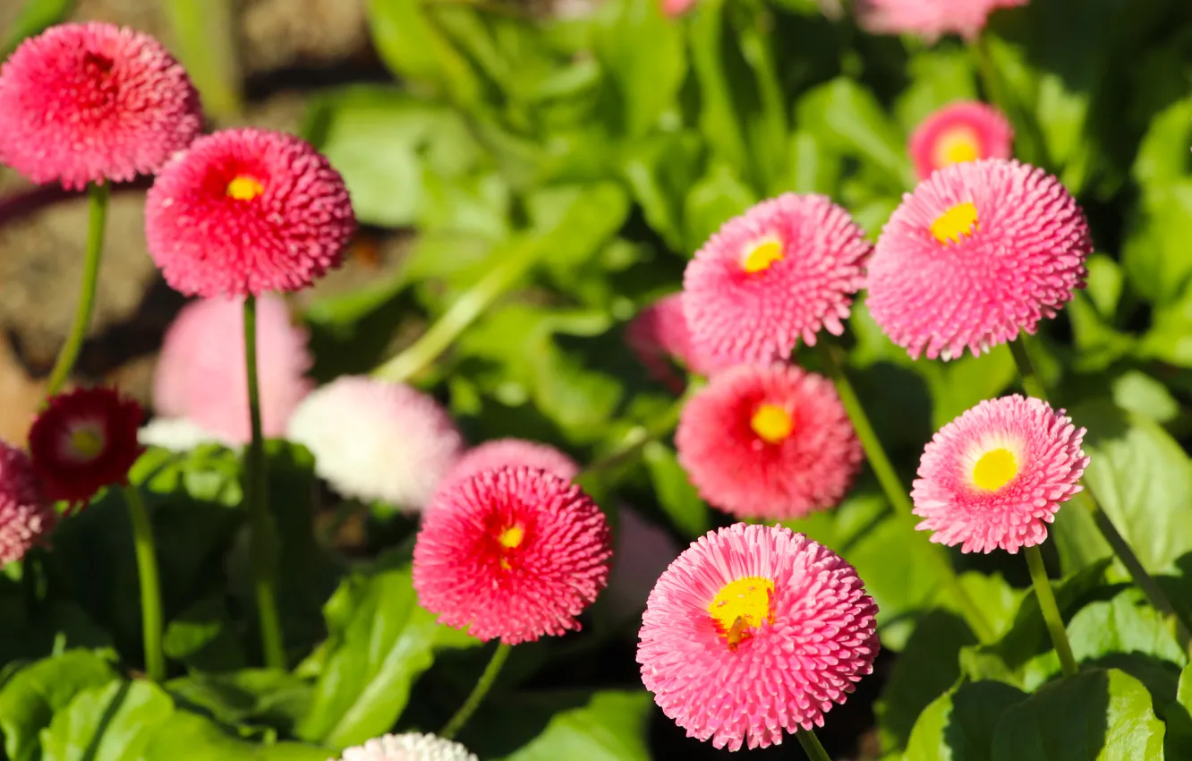 Фото обои flower, spring, Daisy, blooming