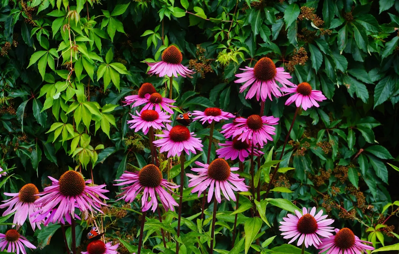 Фото обои flower, garden, bloom