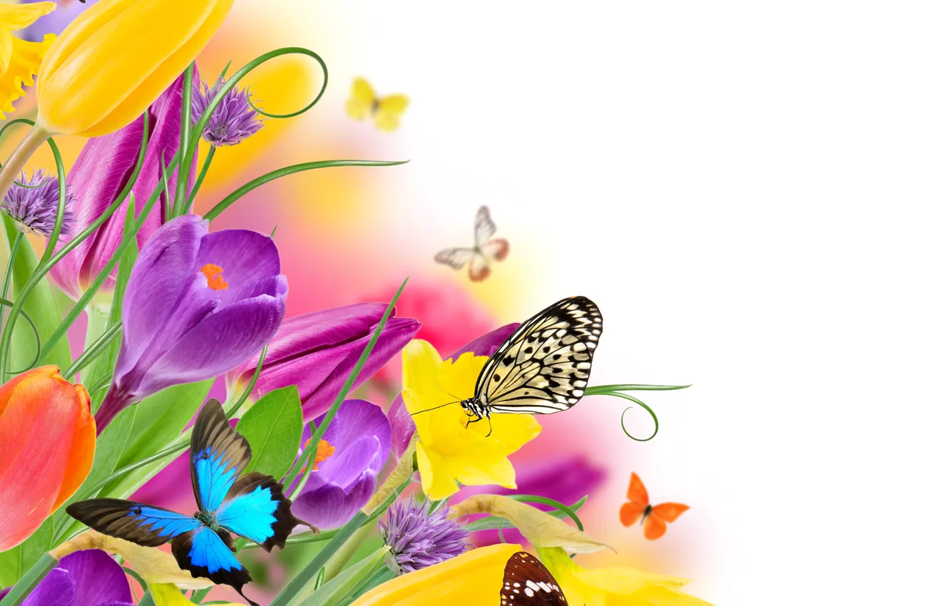 Фото обои бабочки, цветы, весна, colorful, тюльпаны, fresh, yellow, flowers