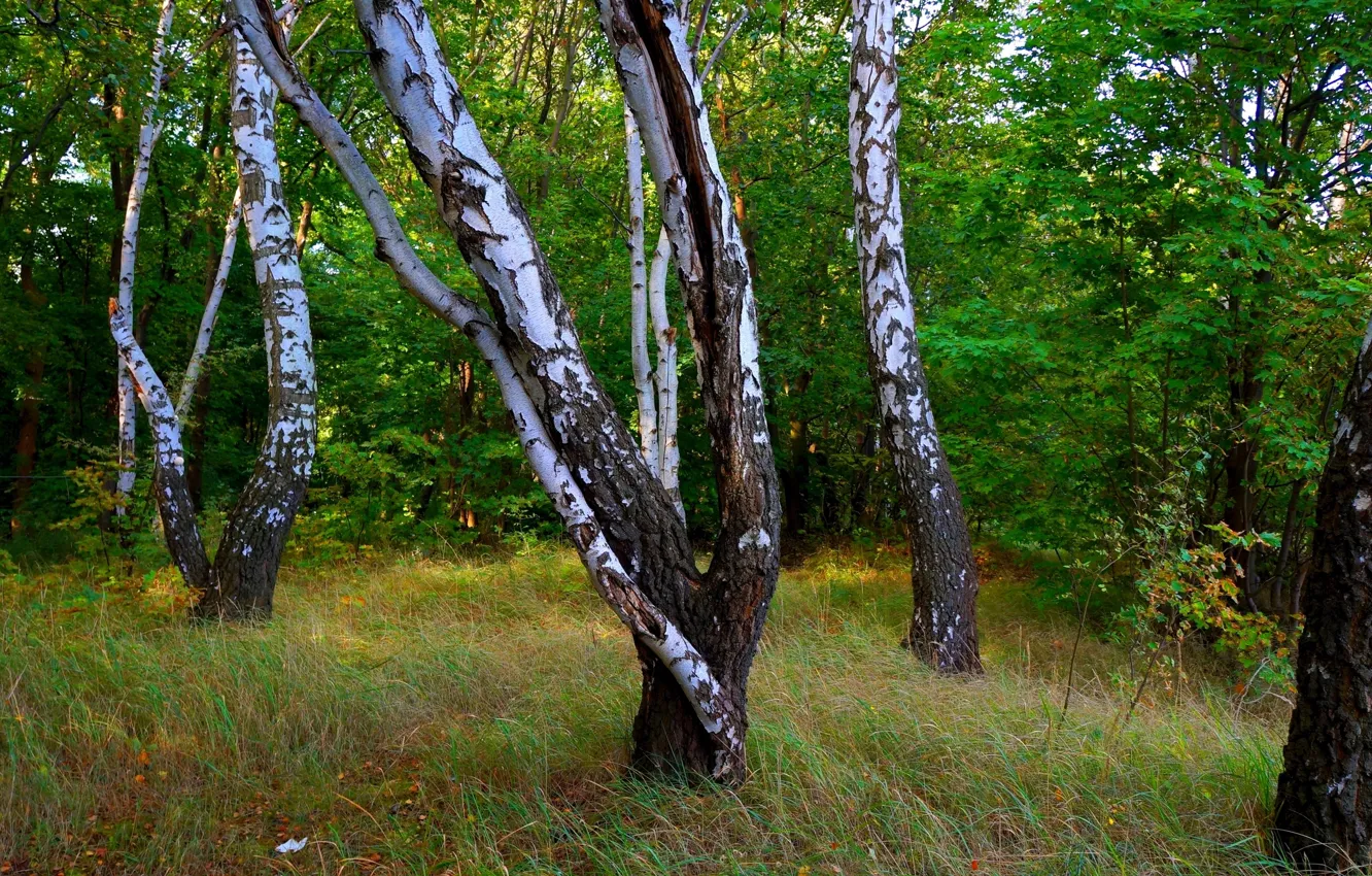 Фото обои forest, park, tree