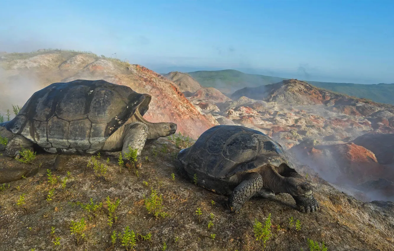Фото обои Эквадор, Галапагосские острова, гигантская черепаха, вулкан Альседо