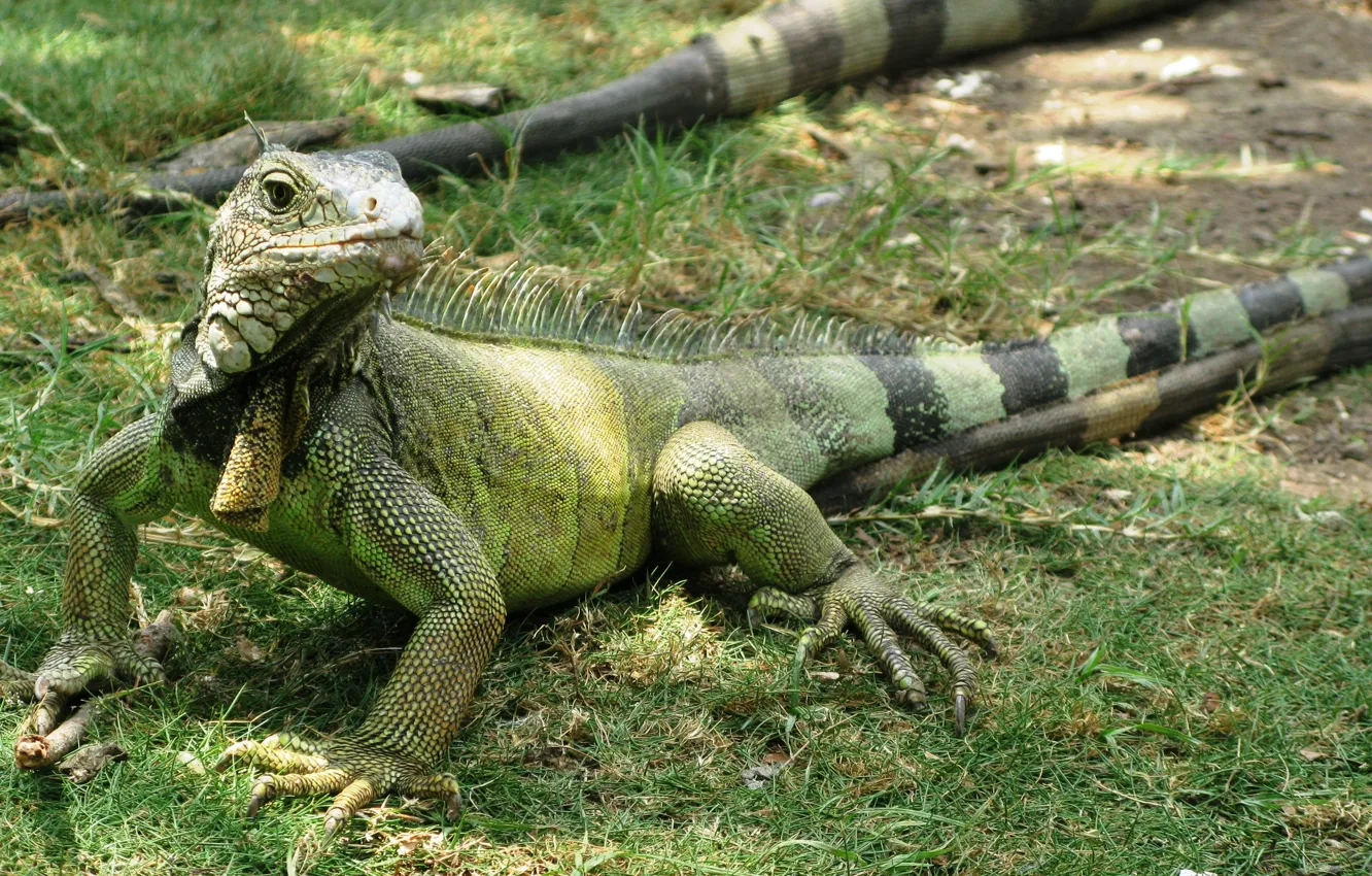 Фото обои grass, lizard, Iguana, reptile