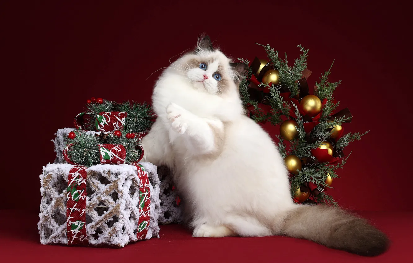 Фото обои иней, кошка, белый, кот, взгляд, украшения, поза, коробка