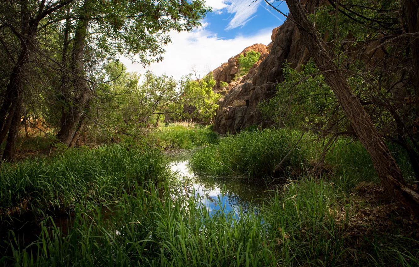 Фото обои зелень, лес, небо, трава, вода, солнце, облака, деревья