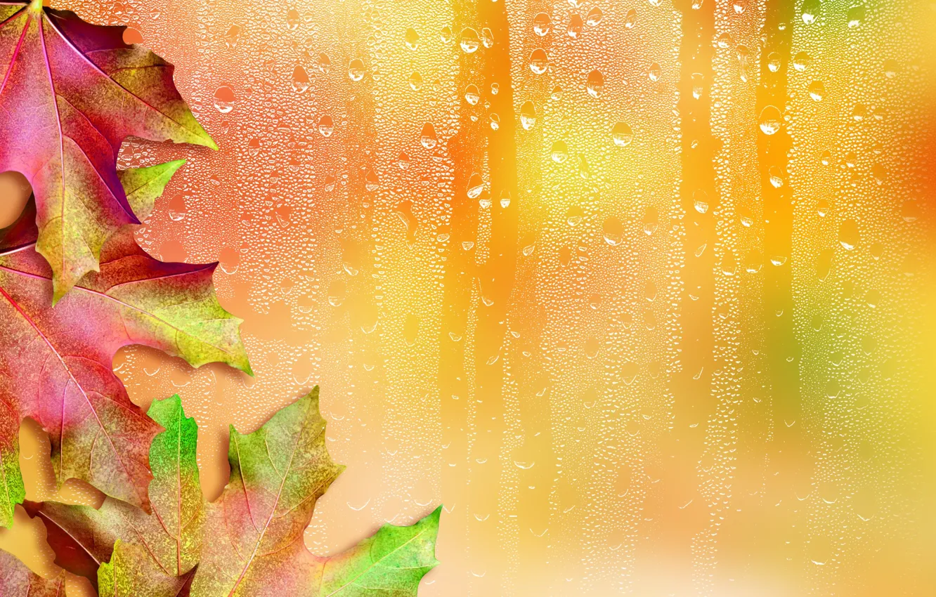 Фото обои листья, капли, фон, клен