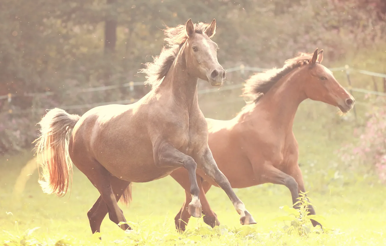 Фото обои трава, ограда, лошади, бег