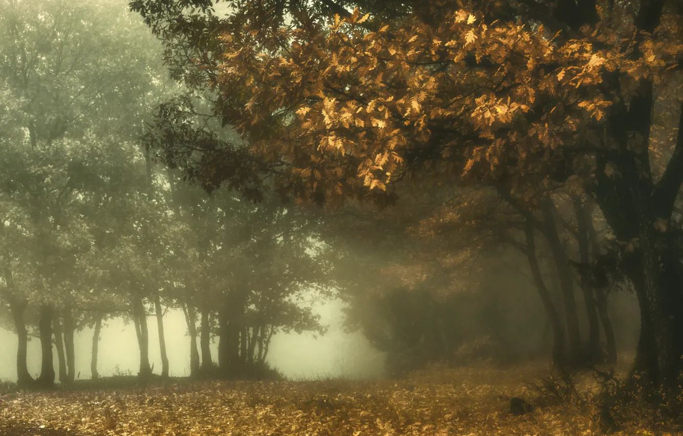 Фото обои осень, природа, туман