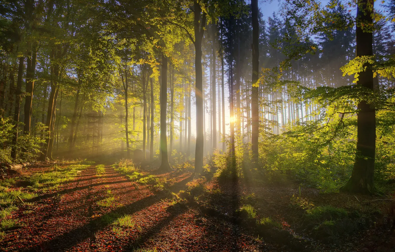 Фото обои осень, лес, свет, природа