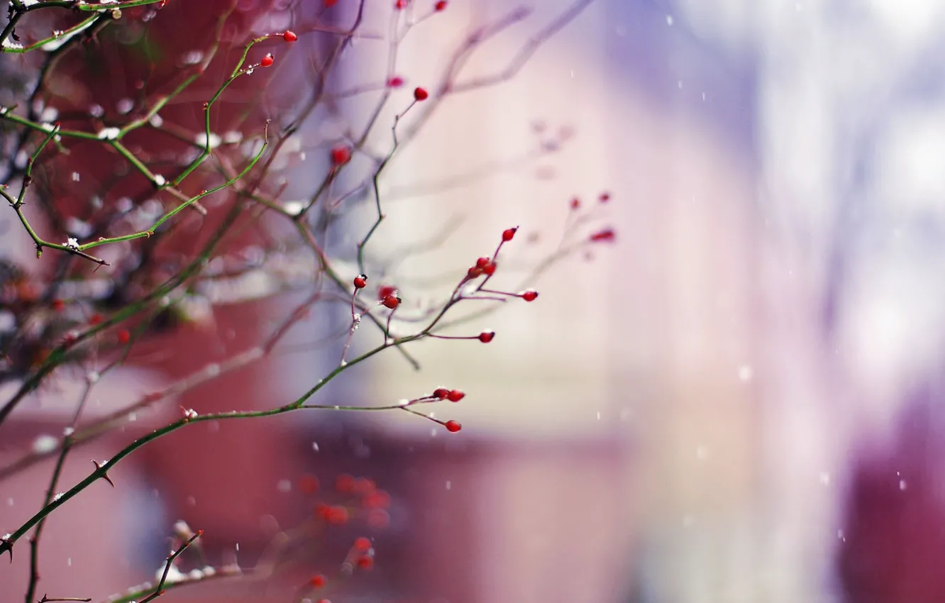 Фото обои зима, снег, ветки, природа, ягоды, ветви, растение
