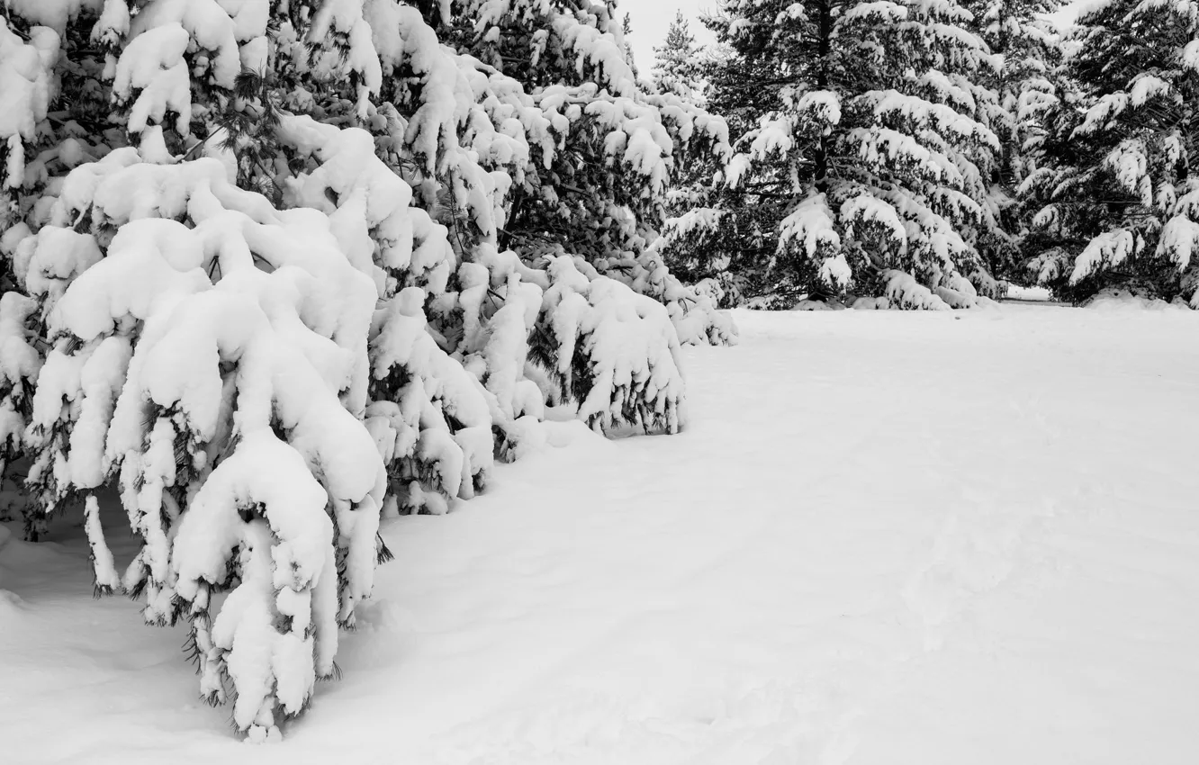 Фото обои зима, снег, деревья, природа, ель, ели, ёлки