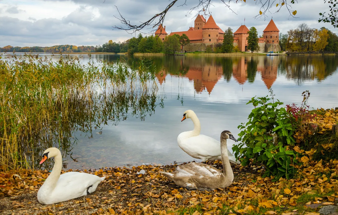 Фото обои осень, замок, птица, берег, листва, белые, лебеди, водоем