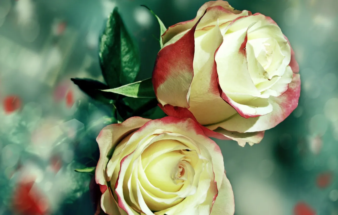 Фото обои розы, Макро, лепестки, бутоны