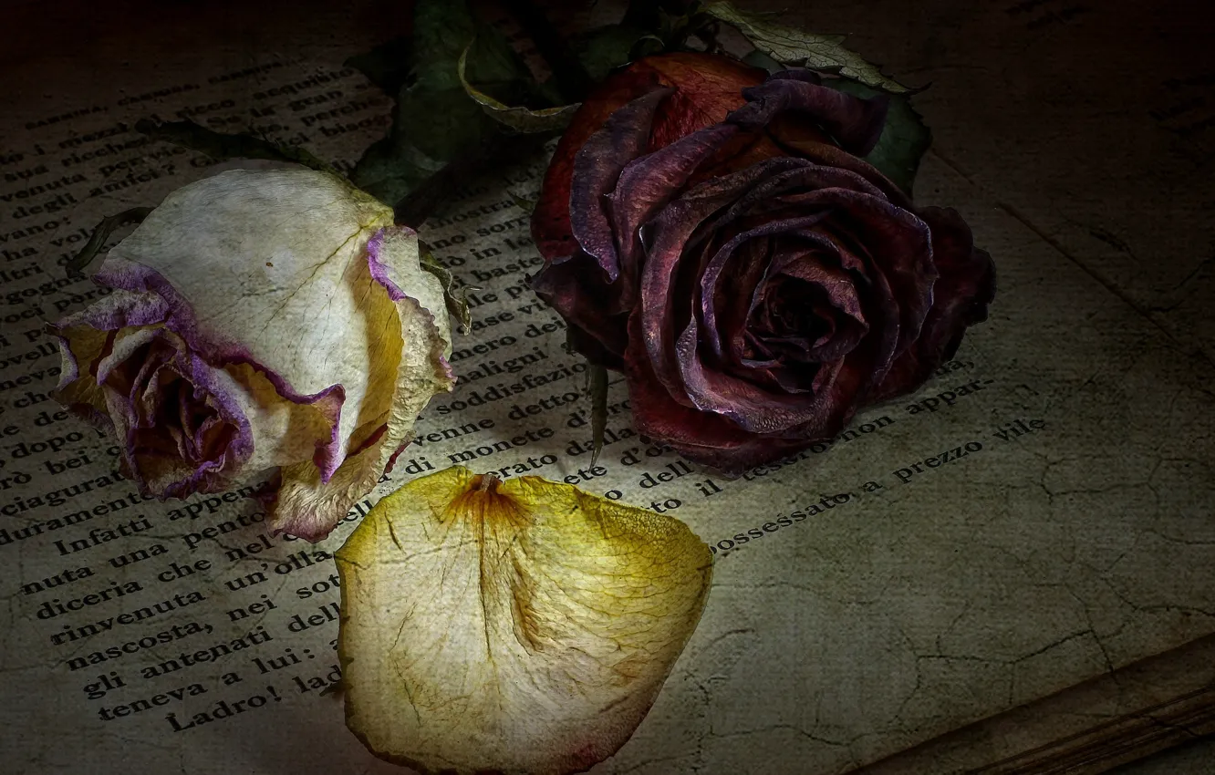 Фото обои цветы, текст, стиль, розы, книга
