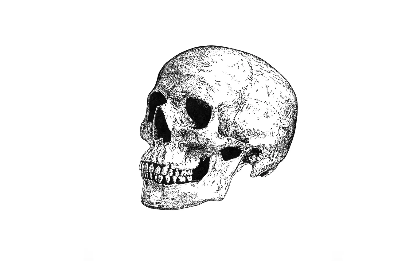 Фото обои смерть, череп, skull