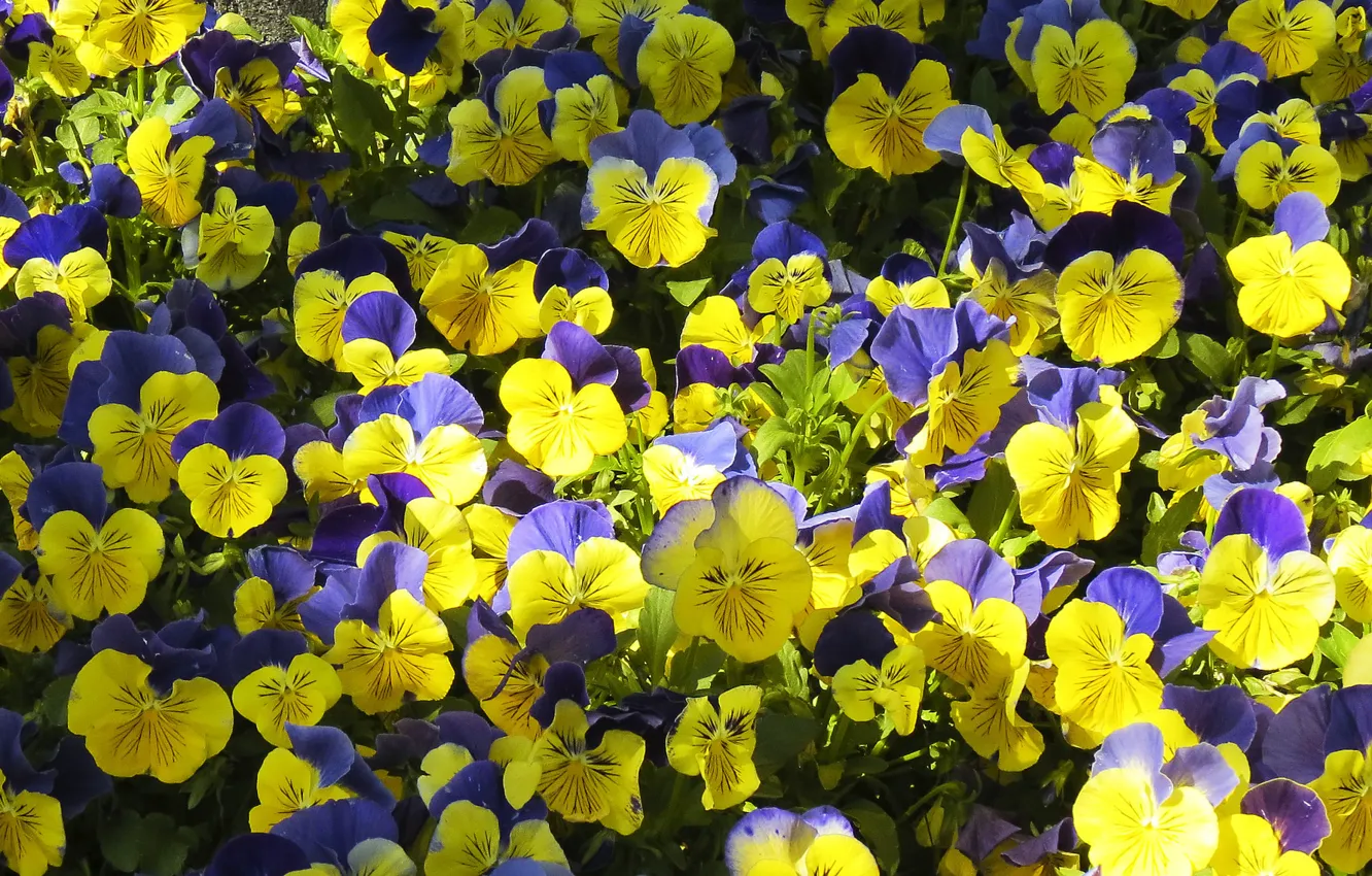 Фото обои краски, ковер, лепестки, анютины глазки