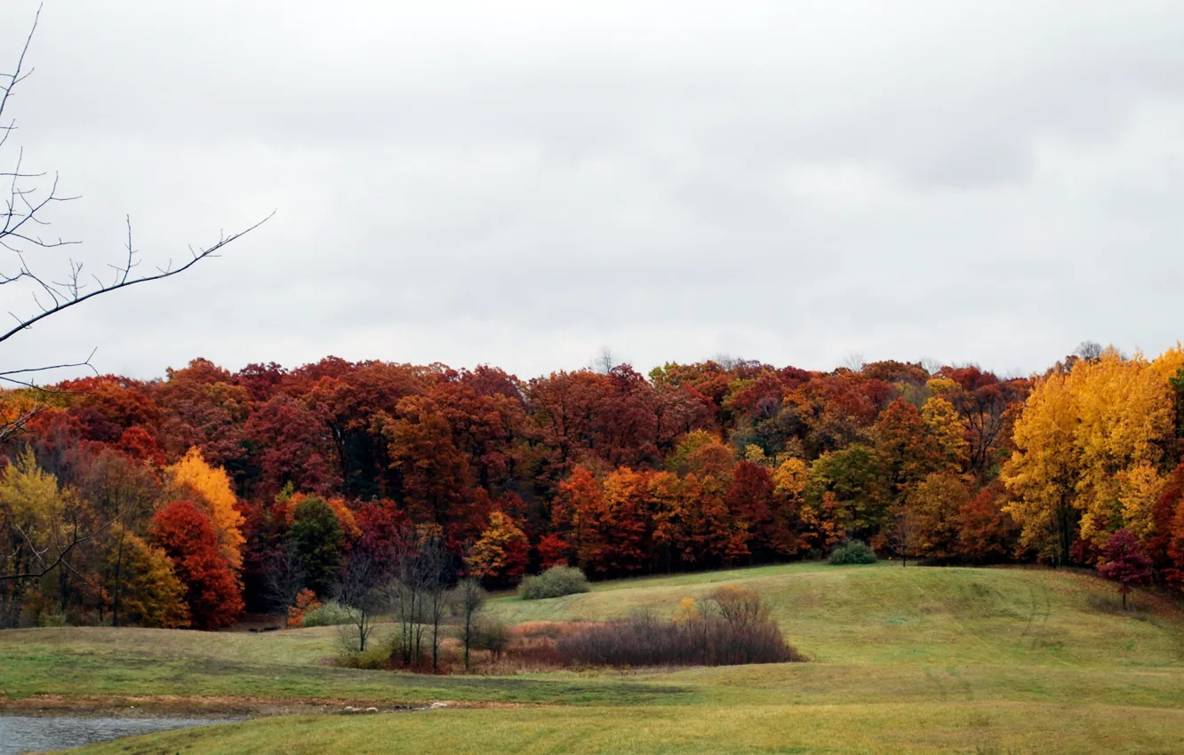 Фото обои поле, осень, лес, деревья, colors, forest, field, Autumn