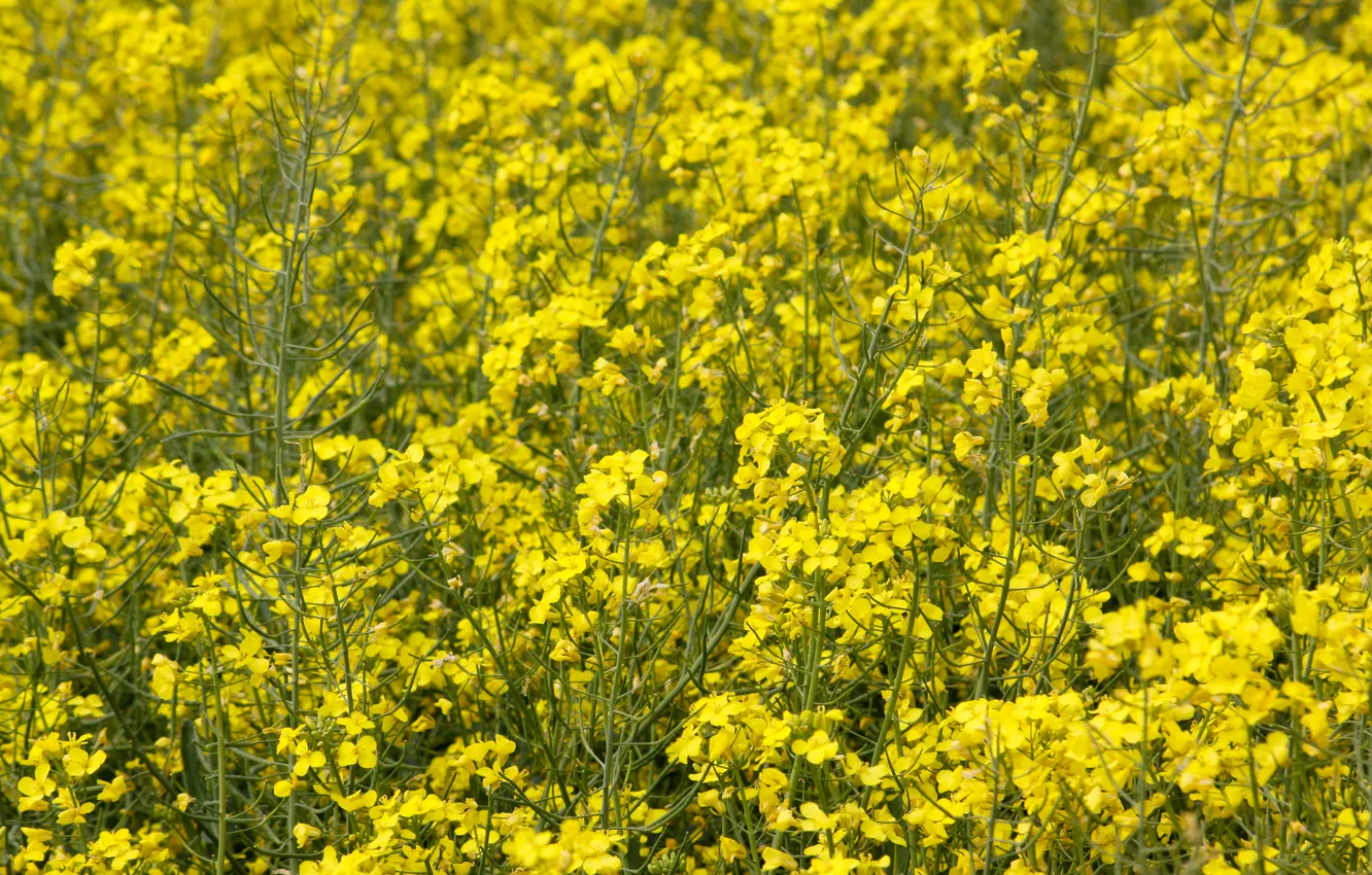 Фото обои green, yellow, flowers