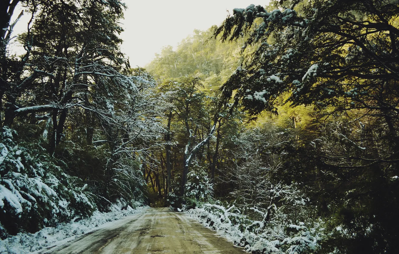 Фото обои дорога, лес, снег
