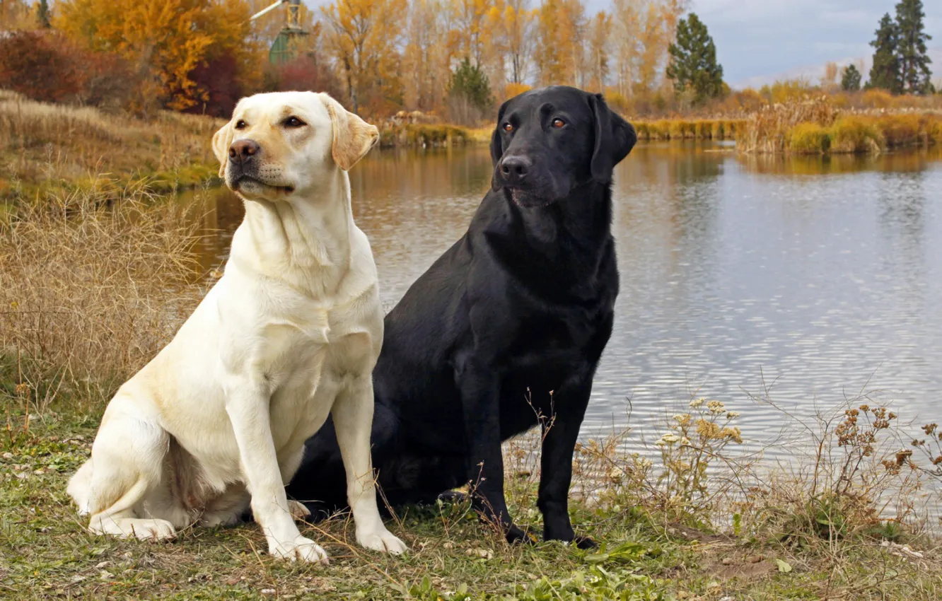Фото обои dog, black and white, Black labrador
