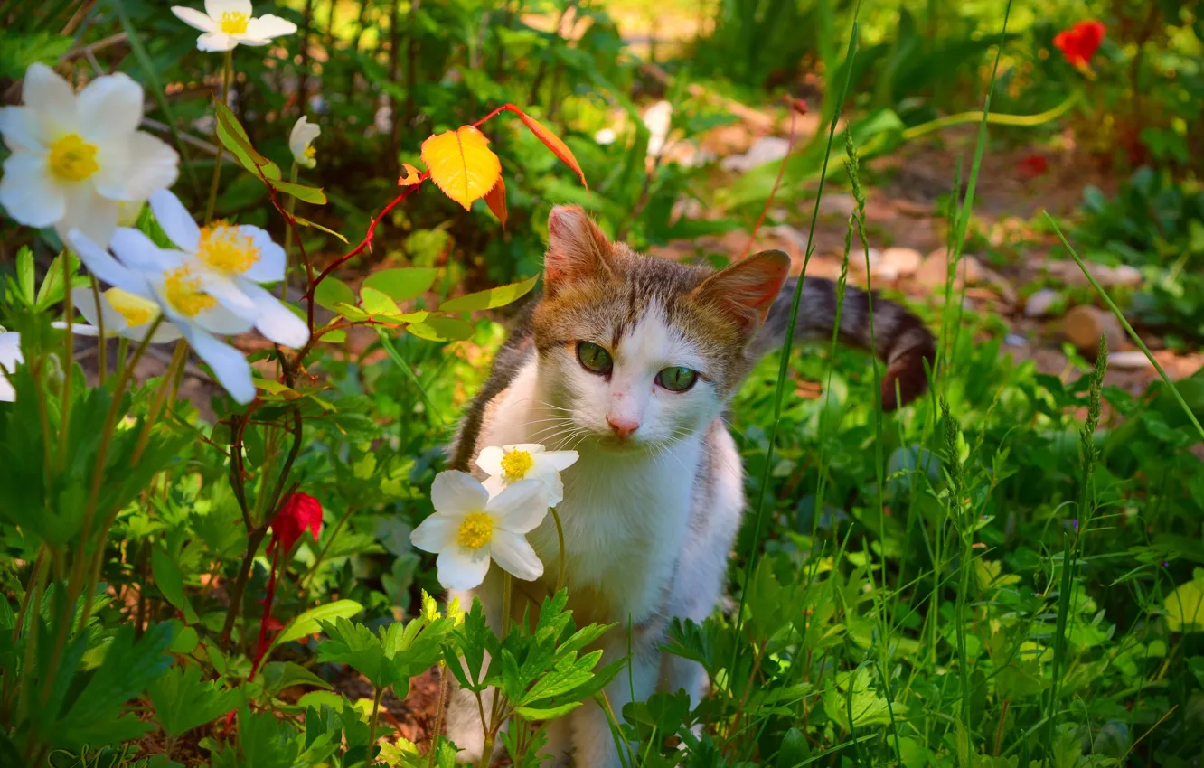 Фото обои Кошка, Цветочки, Cat