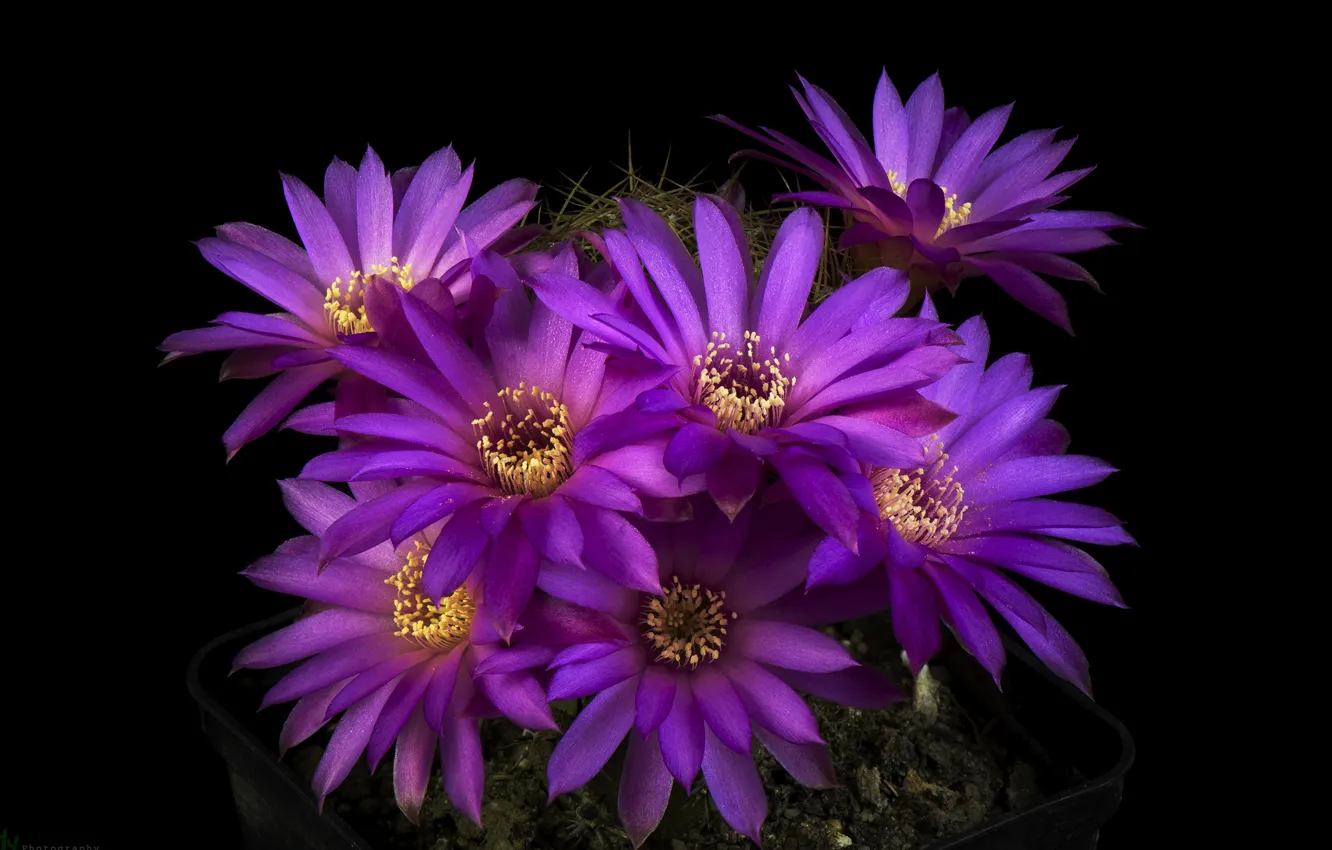 Фото обои свет, лепестки, кактус, тычинки, черный фон, фиолетовые цветы