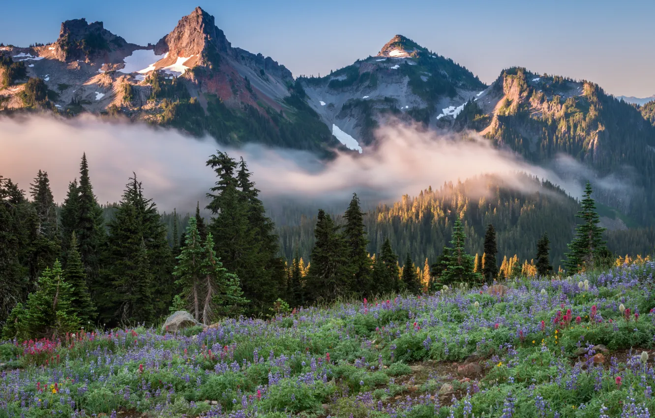 Фото обои деревья, пейзаж, горы, природа, туман, луг, США, травы